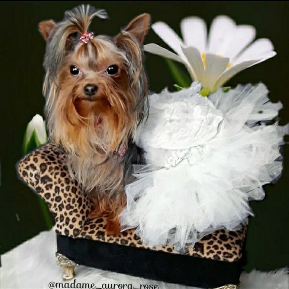 Meet your Posher, Rahjeena - Picture 8 of 16